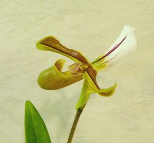 ORCHID. SABOT DE VENUS FLEURS DE France
